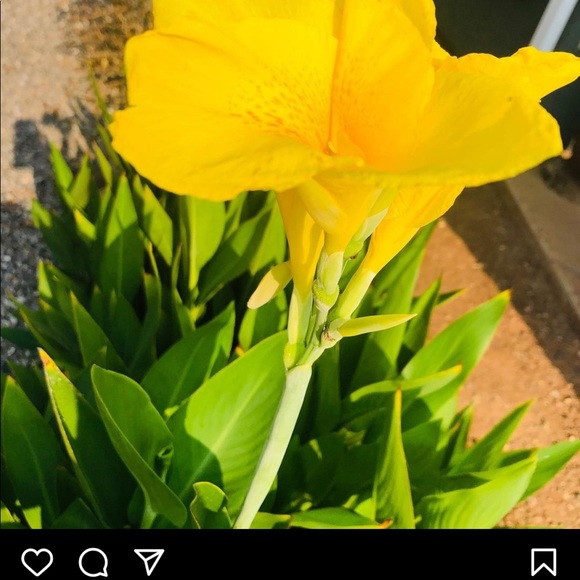 Meet your Posher, Concepcion - Picture 3 of 4